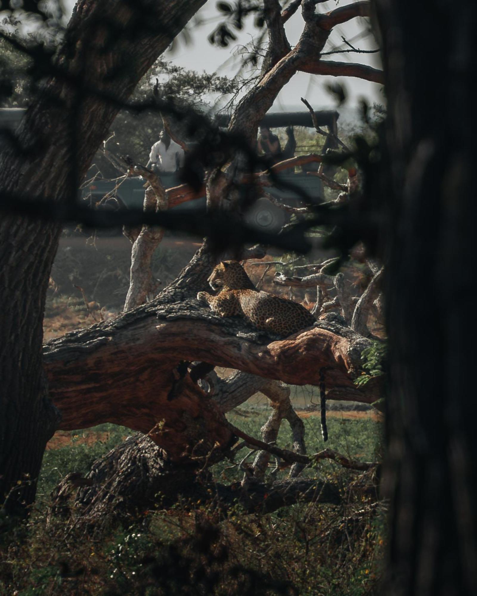 ホテル Wild Trails Yala By Suri エクステリア 写真